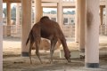 Janabiyah-Kamelfarm in Bahrain