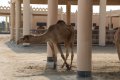 Janabiyah-Kamelfarm in Bahrain