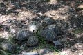 Schildkrötenpark auf Korsika
