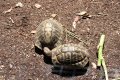 Schildkrötenpark auf Korsika