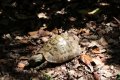Schildkrötenpark auf Korsika