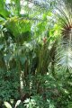 Botanischer Garten auf den Caymans