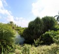 Botanischer Garten auf den Caymans